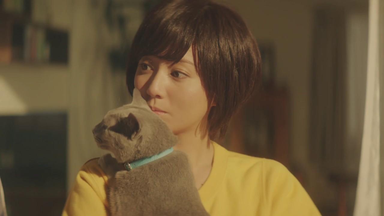 Dkセレクトのcmで猫を抱える木村文乃 あげてけ